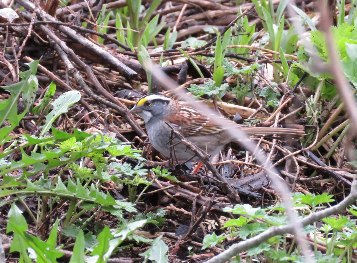 White-throated Sparrow - Sandy C