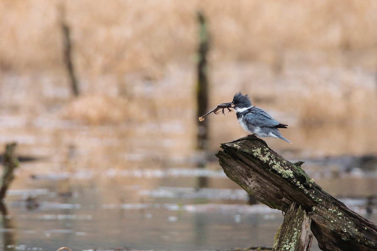 Belted Kingfisher - ML552203511