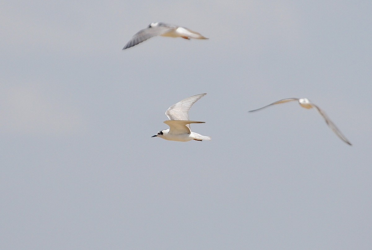 White-winged Tern - ML55220501