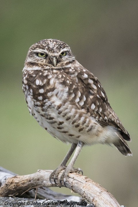 Burrowing Owl - John Gordon