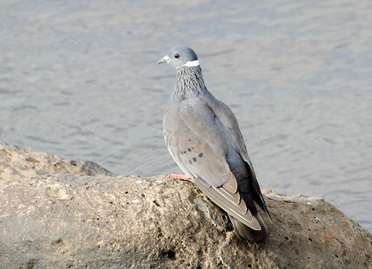 White-collared Pigeon - Gil Ewing