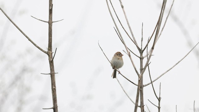 Field Sparrow - ML552208131