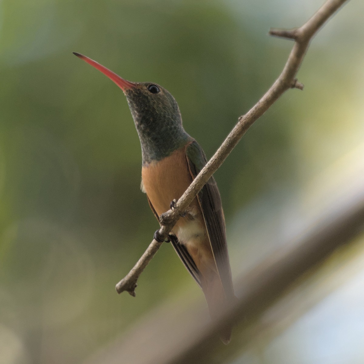 Buff-bellied Hummingbird - ML552214581