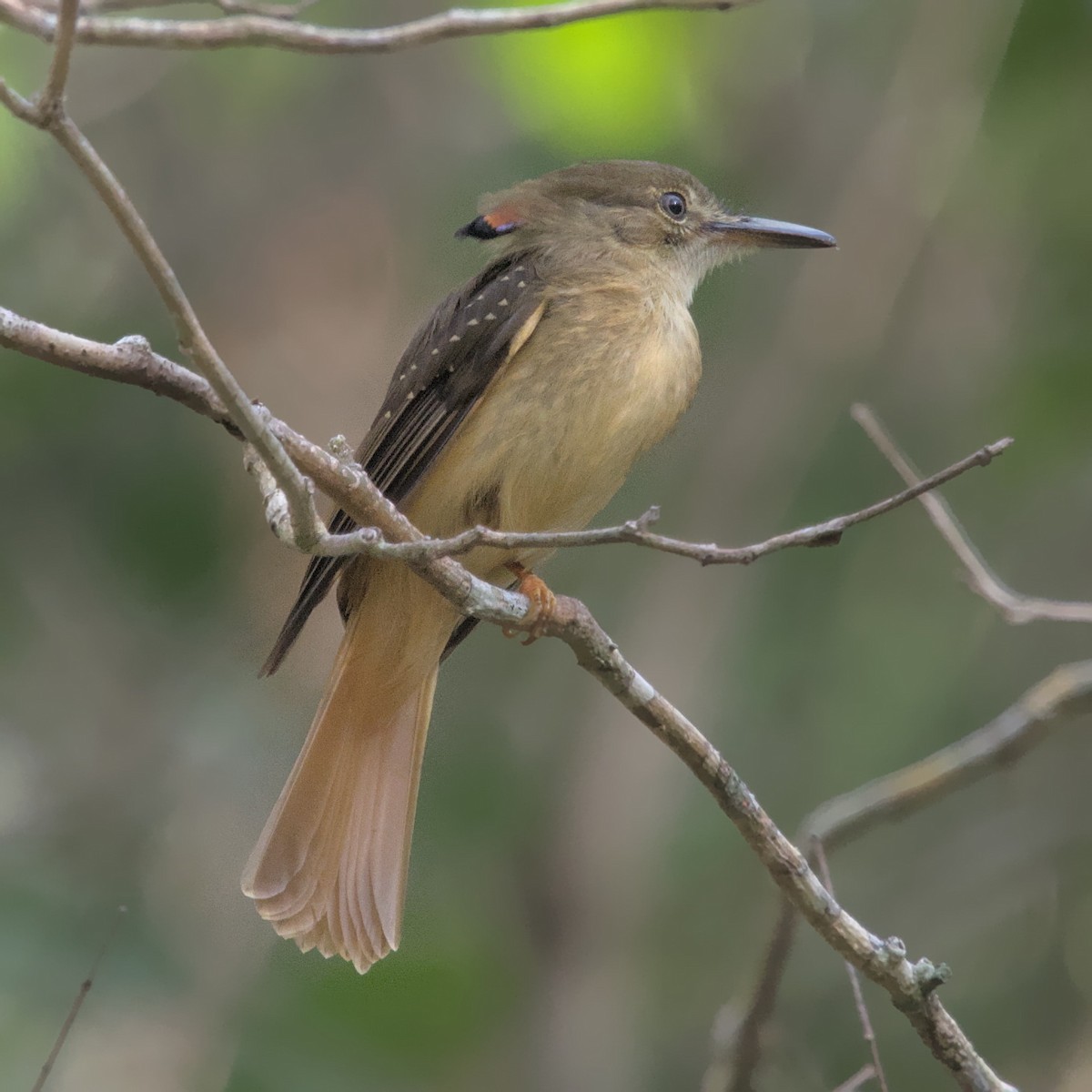 Royal Flycatcher - ML552216431
