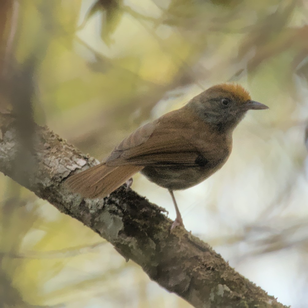 Tawny-crowned Greenlet - ML552216541