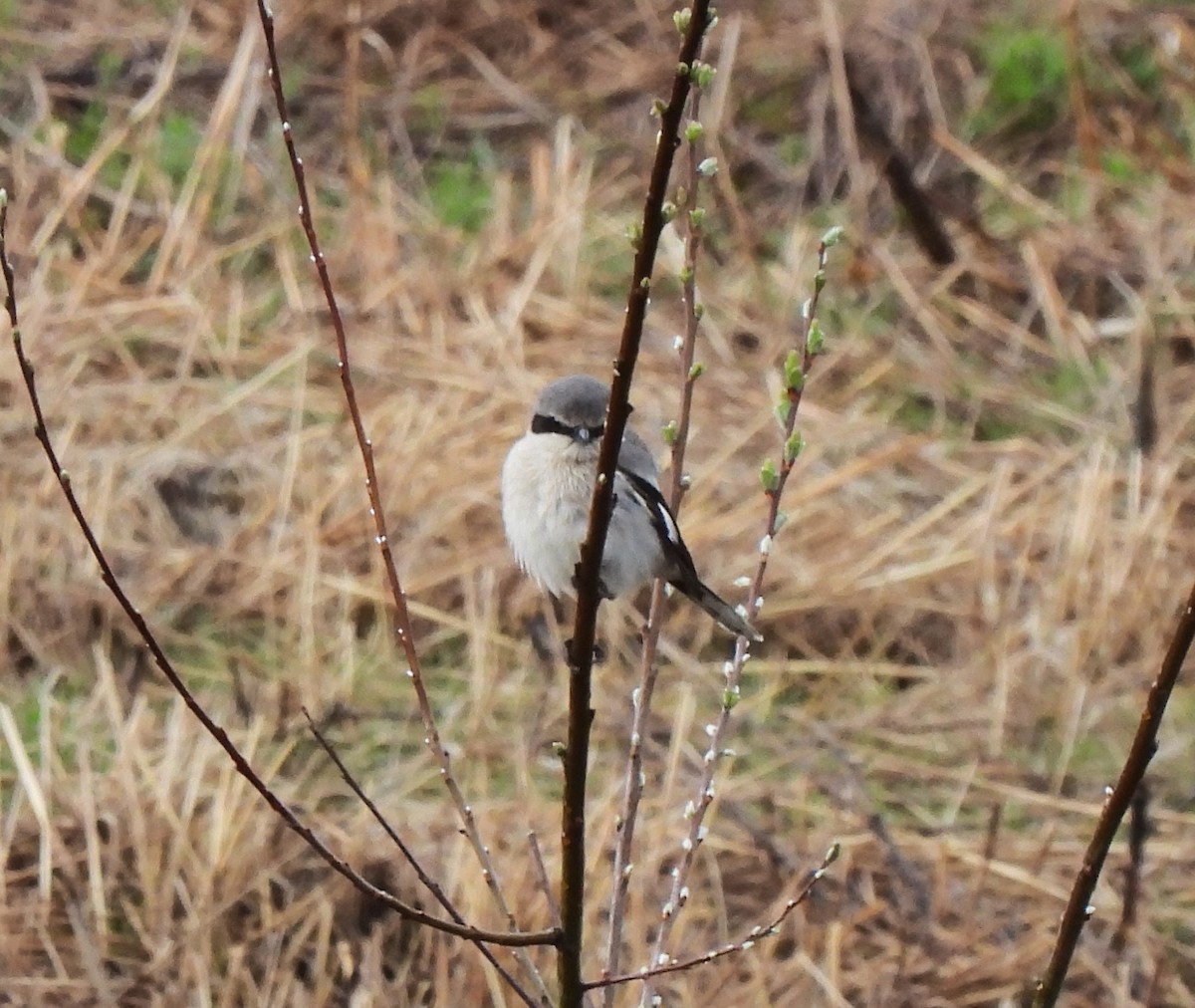 EBird Checklist 1 Apr 2023 NE Sundial Rd 9 Species