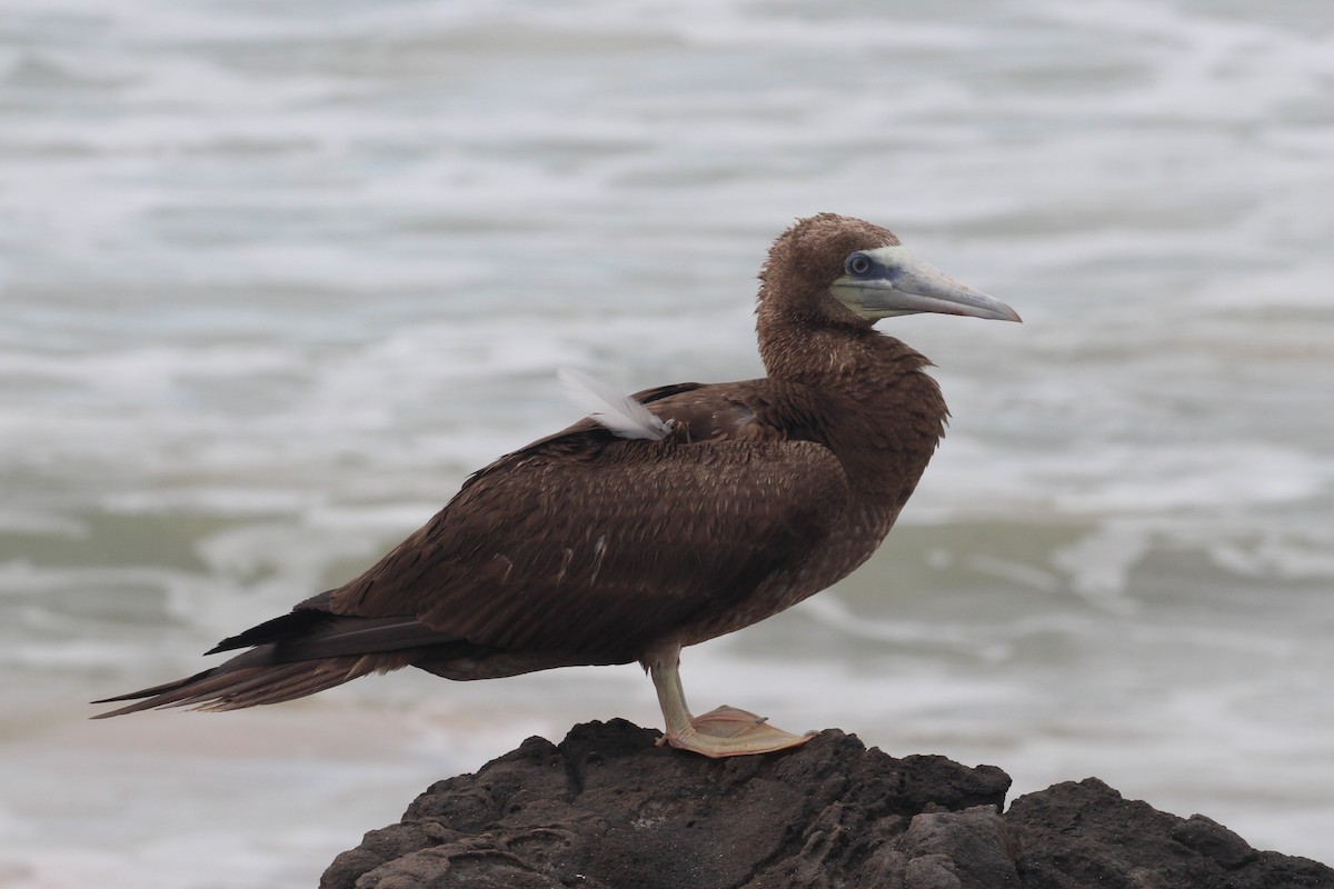 Brown Booby (Forster's) - ML552218261