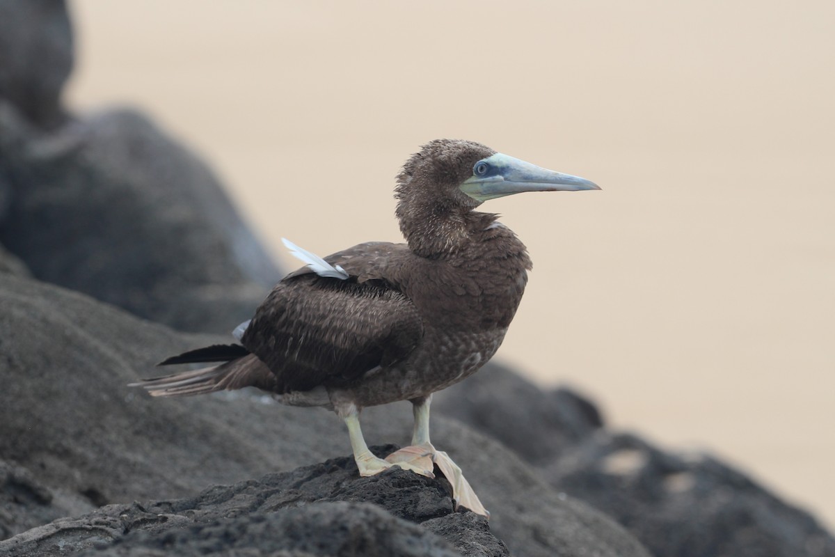 Brown Booby (Forster's) - ML552218271
