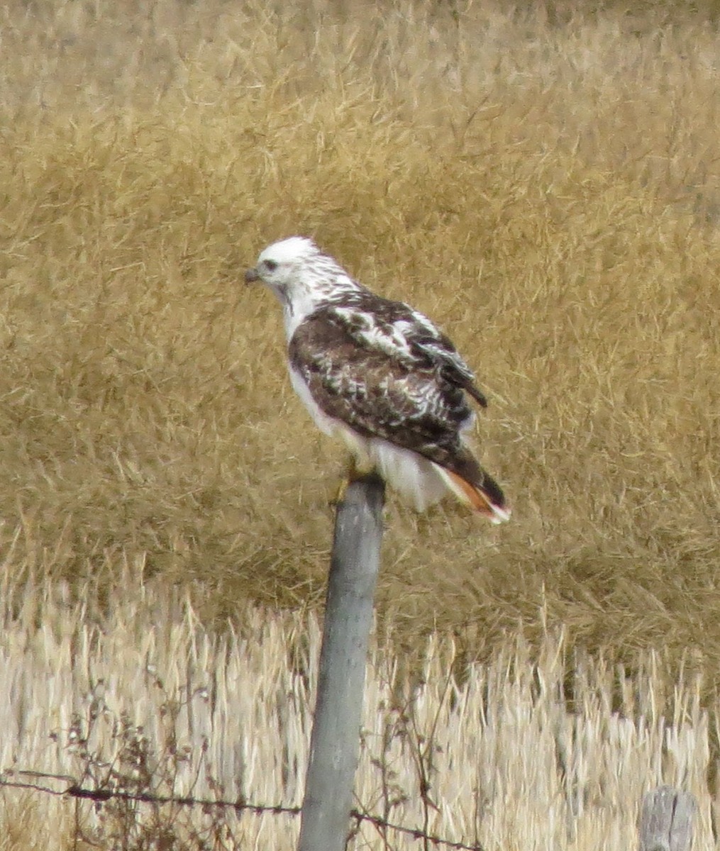 Red-tailed Hawk (Harlan's) - ML552222631
