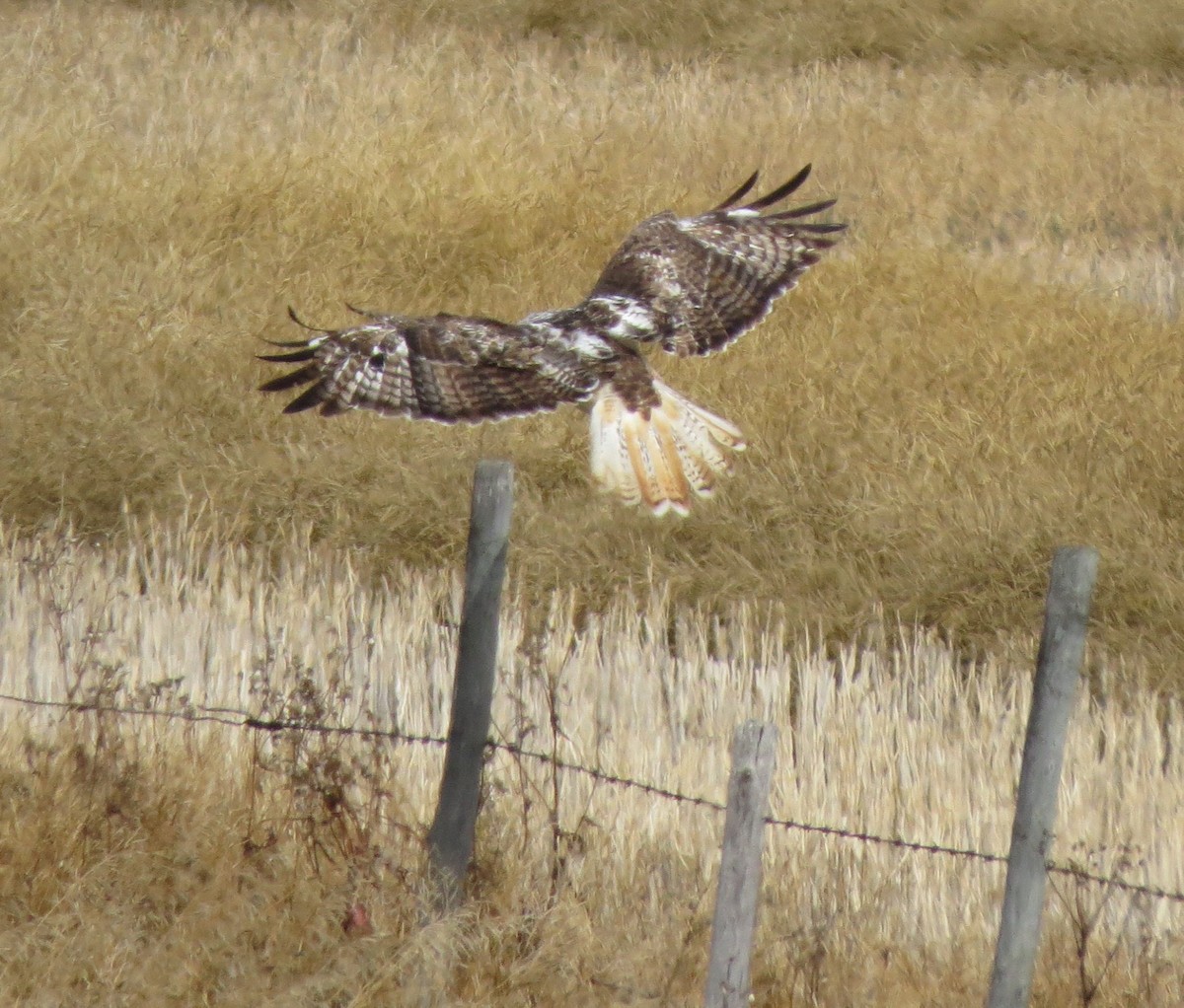 Red-tailed Hawk (Harlan's) - ML552222651