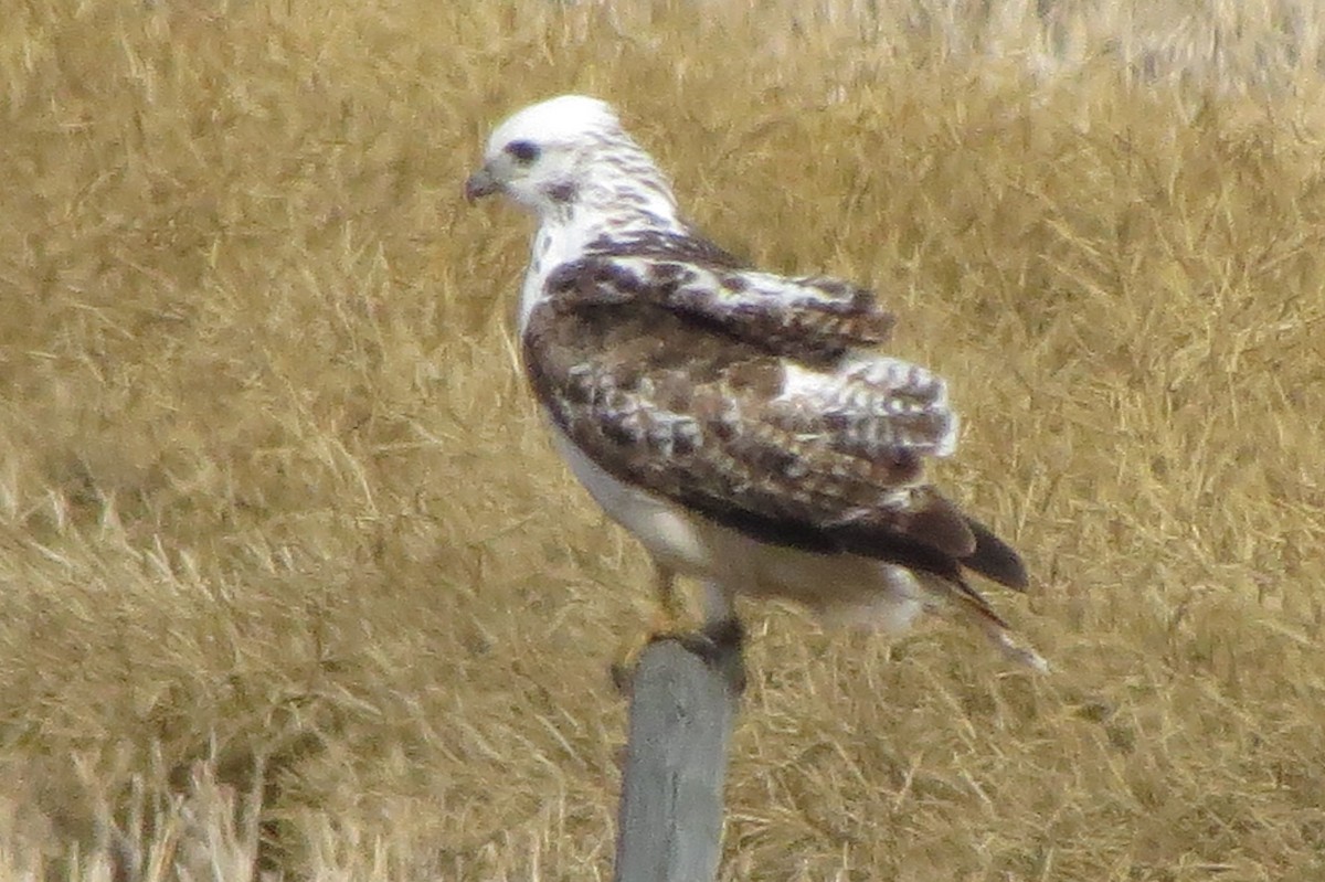 Red-tailed Hawk (Harlan's) - ML552222681