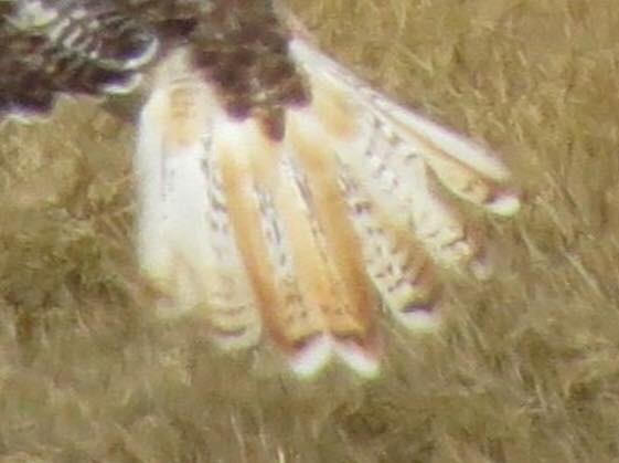 Red-tailed Hawk (Harlan's) - ML552222751