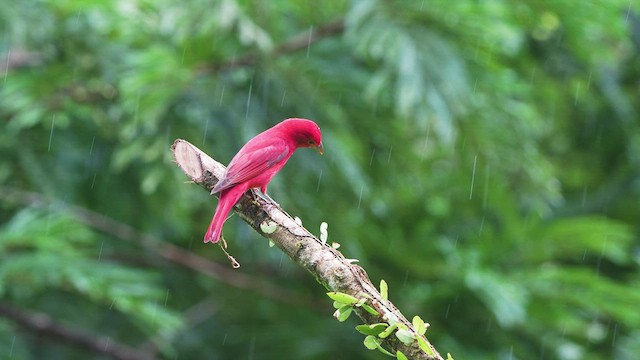 Summer Tanager - ML552225511