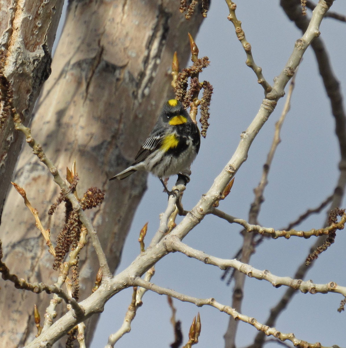 Yellow-rumped Warbler (Audubon's) - ML55222851