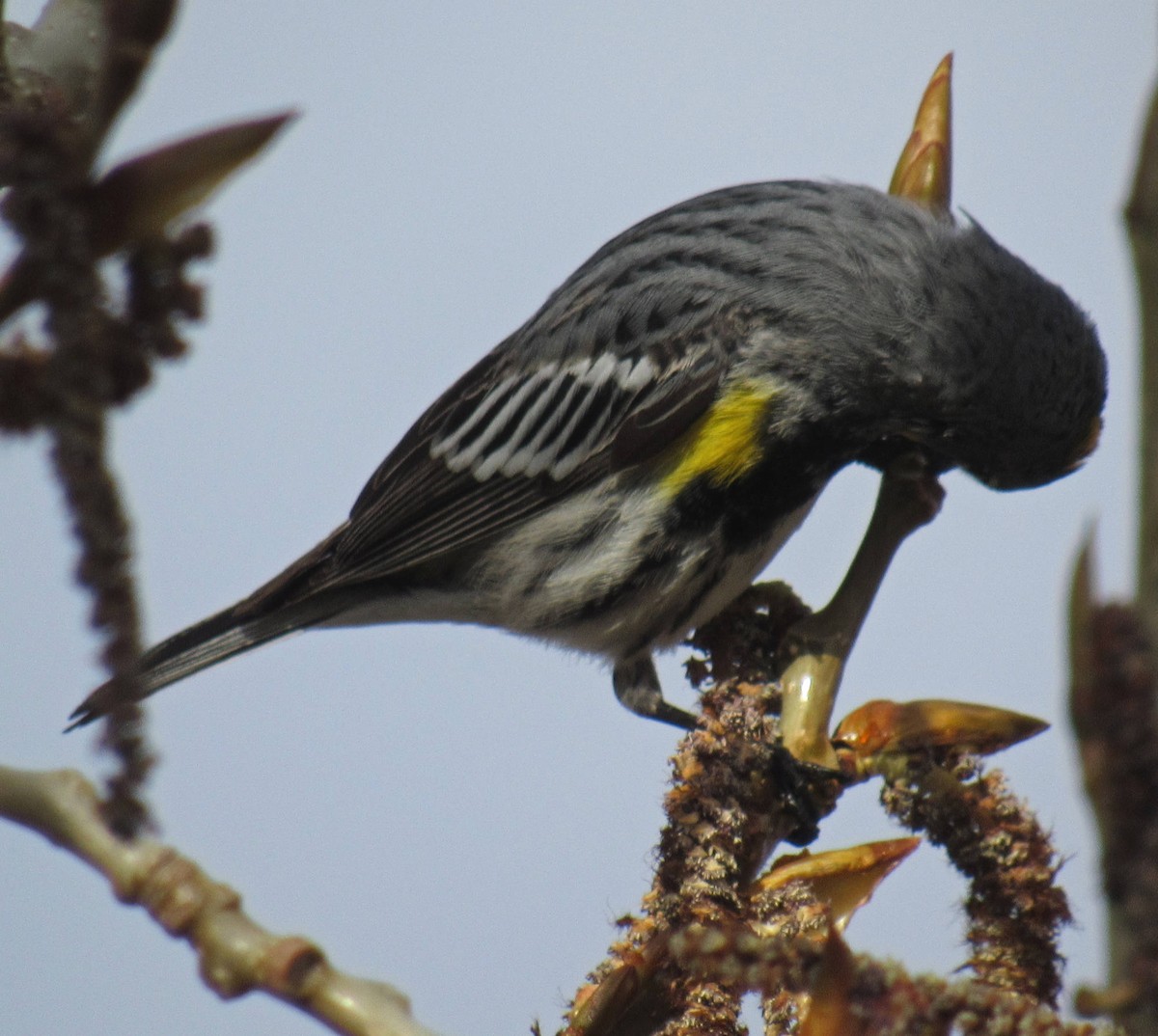 Yellow-rumped Warbler (Audubon's) - ML55222861