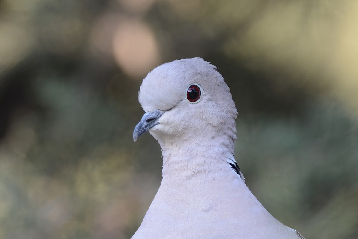 Eurasian Collared-Dove - Ergün Cengiz