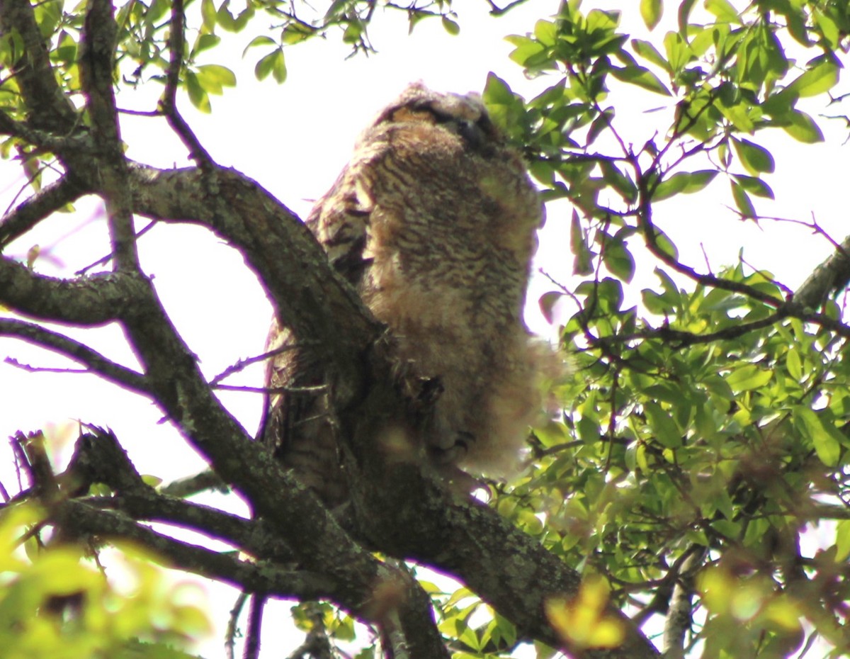 Great Horned Owl - ML552230521