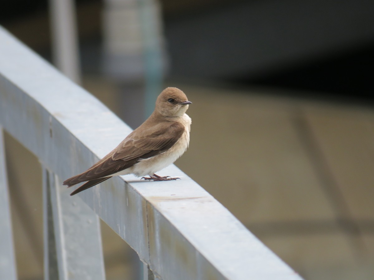 Northern Rough-winged Swallow - Ann Tanner