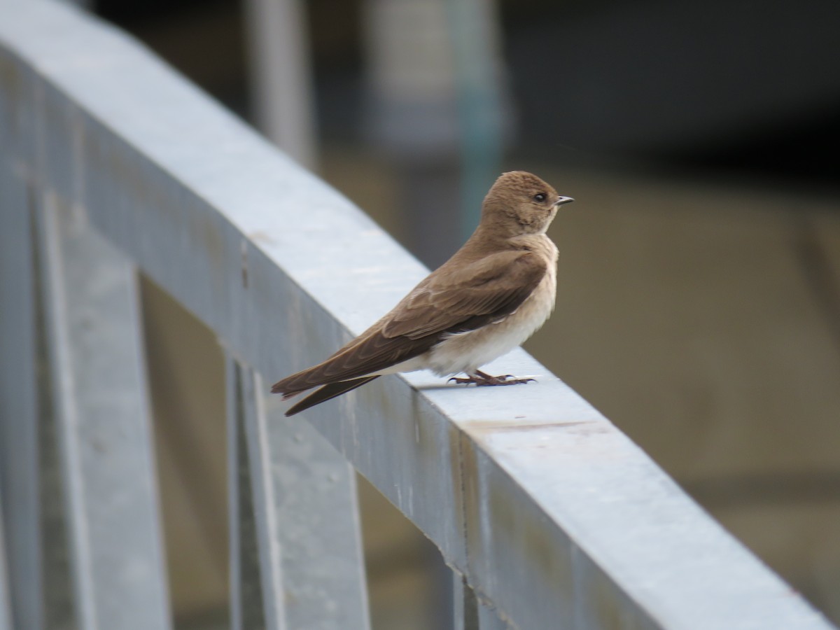 Northern Rough-winged Swallow - ML55223291