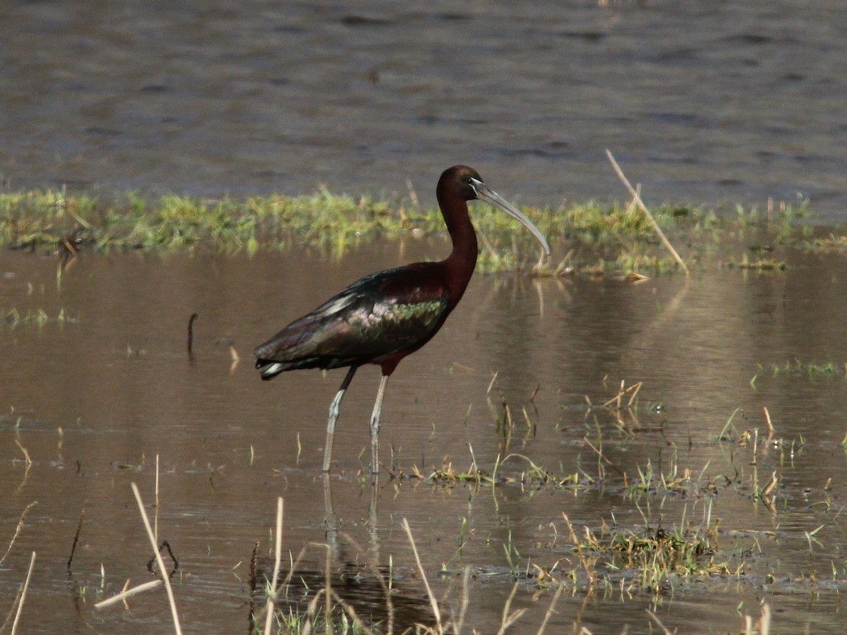 ibis hnědý - ML55223451