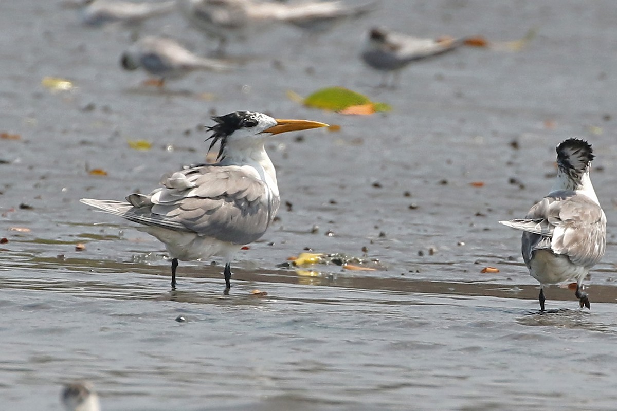 Great Crested Tern - ML552236851