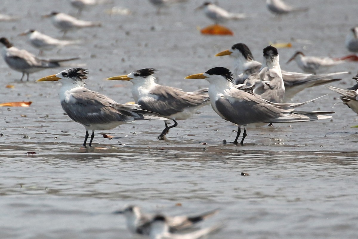 Great Crested Tern - ML552236861