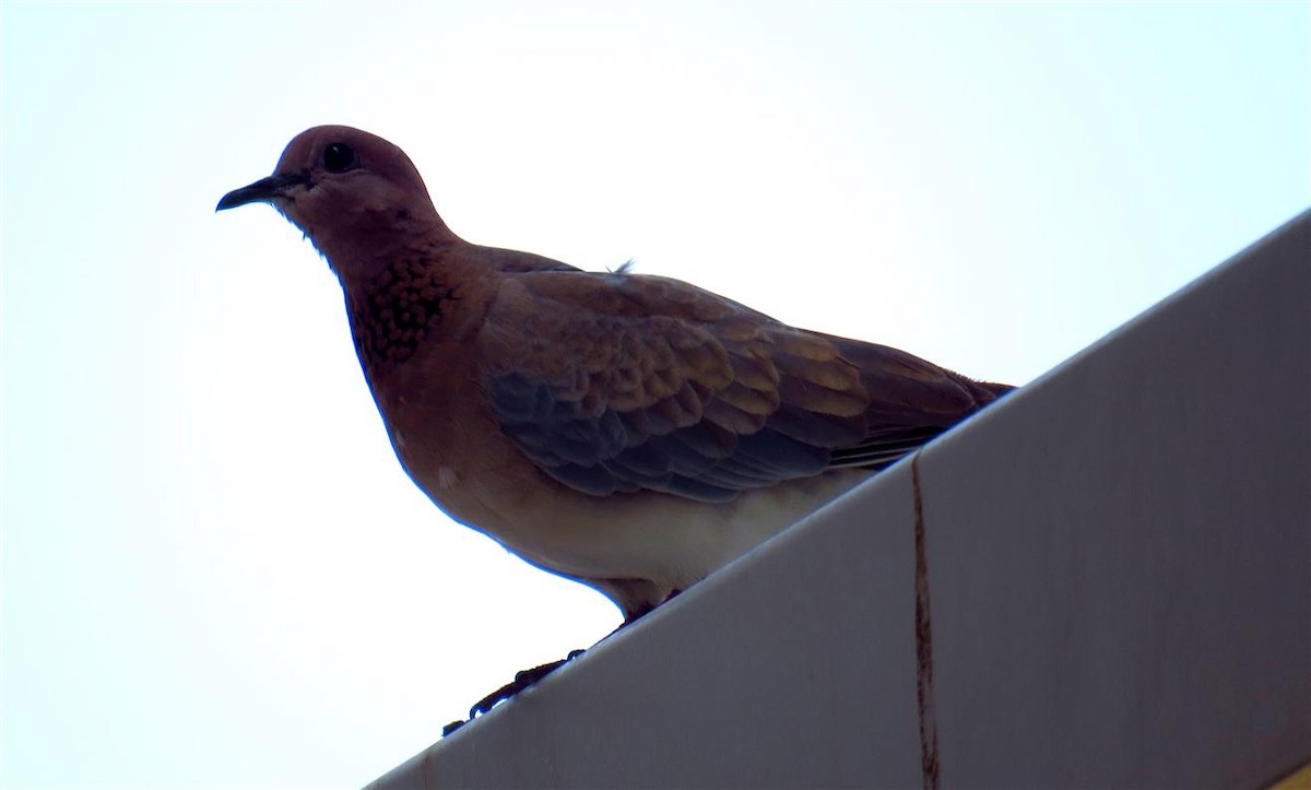 Laughing Dove - ML55224011