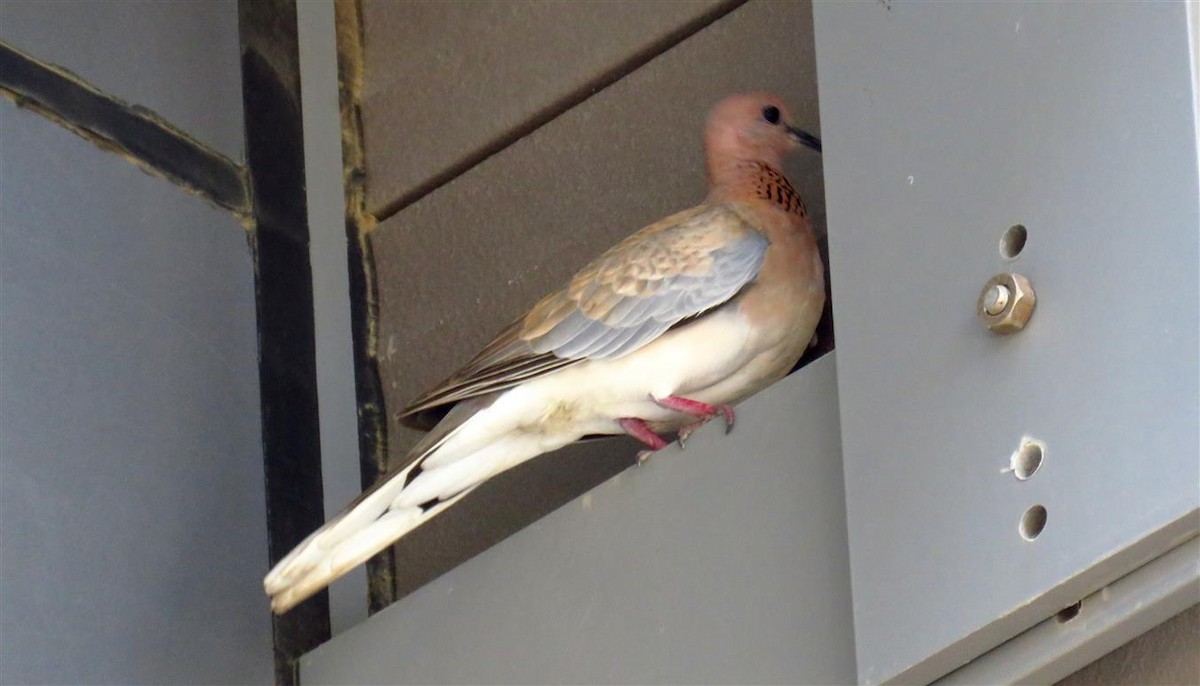 Laughing Dove - ML55224021