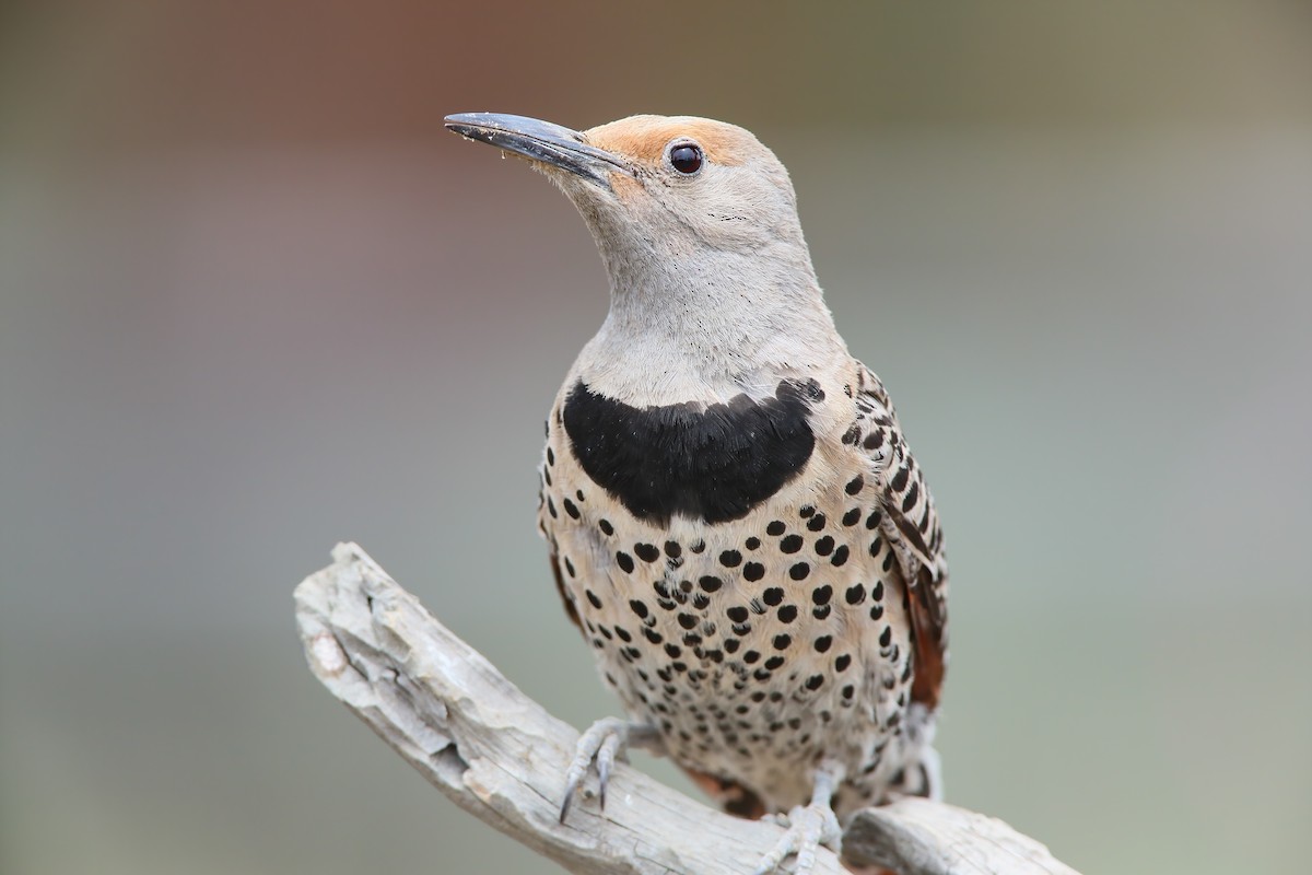 Northern Flicker (Red-shafted) - ML552240701