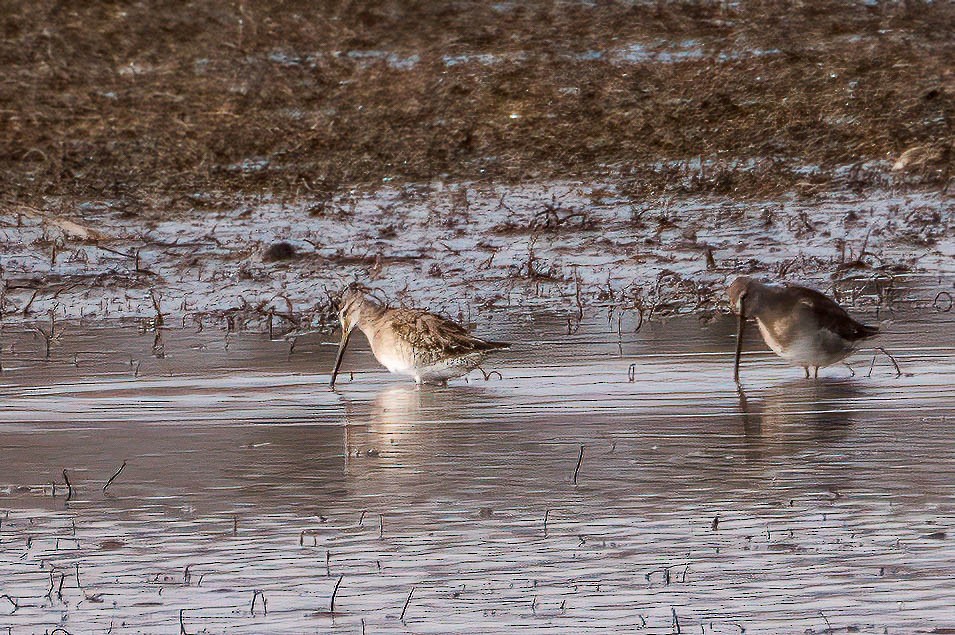 Long-billed Dowitcher - ML552243961