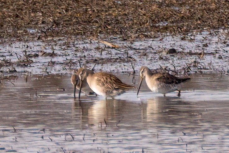 Long-billed Dowitcher - ML552243971