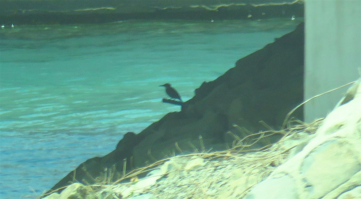 Common Kingfisher - Miguel  Berkemeier