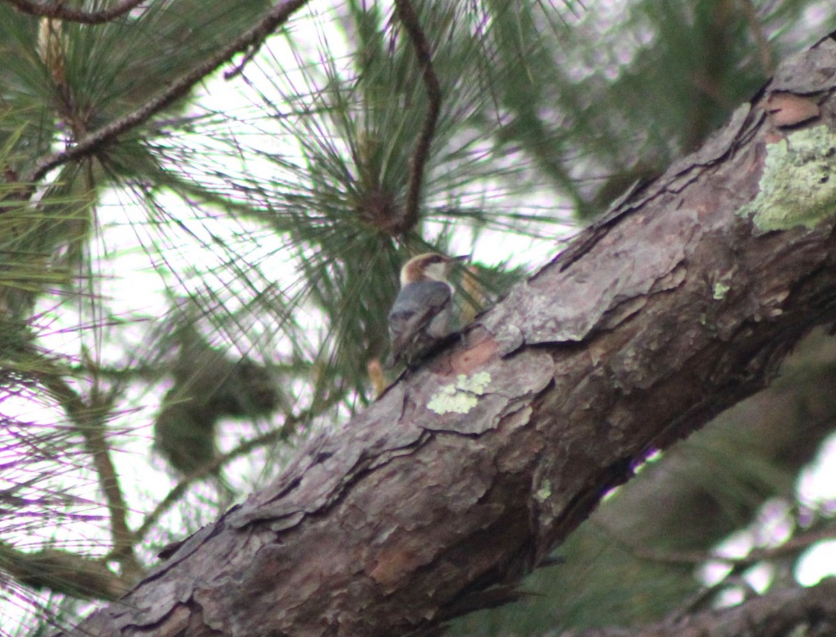 Brown-headed Nuthatch - ML552246531