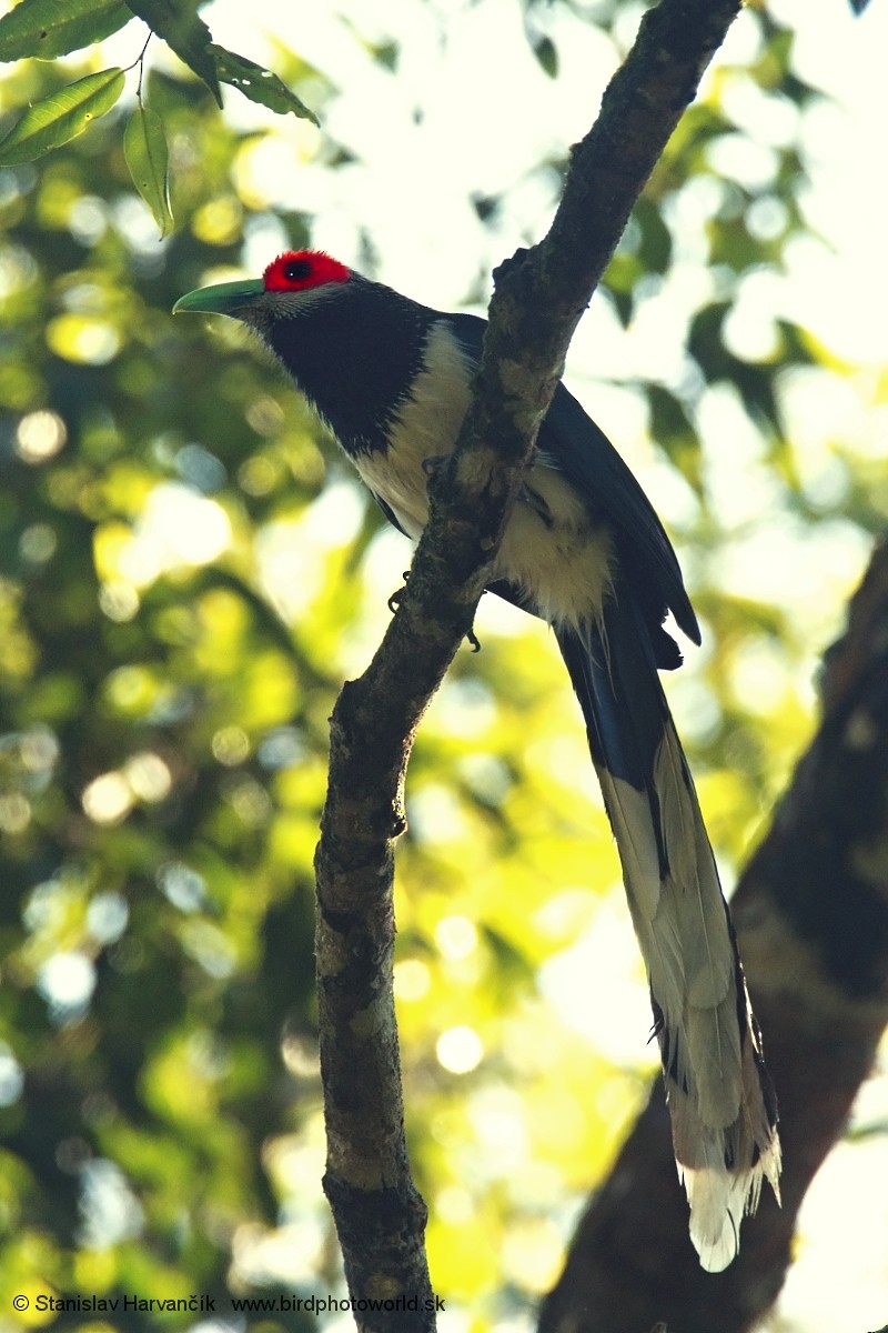 Red-faced Malkoha - ML552247831