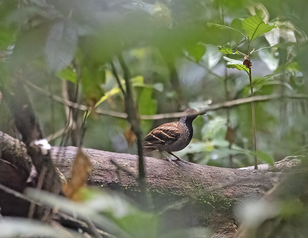 Wing-banded Antbird - ML552250791