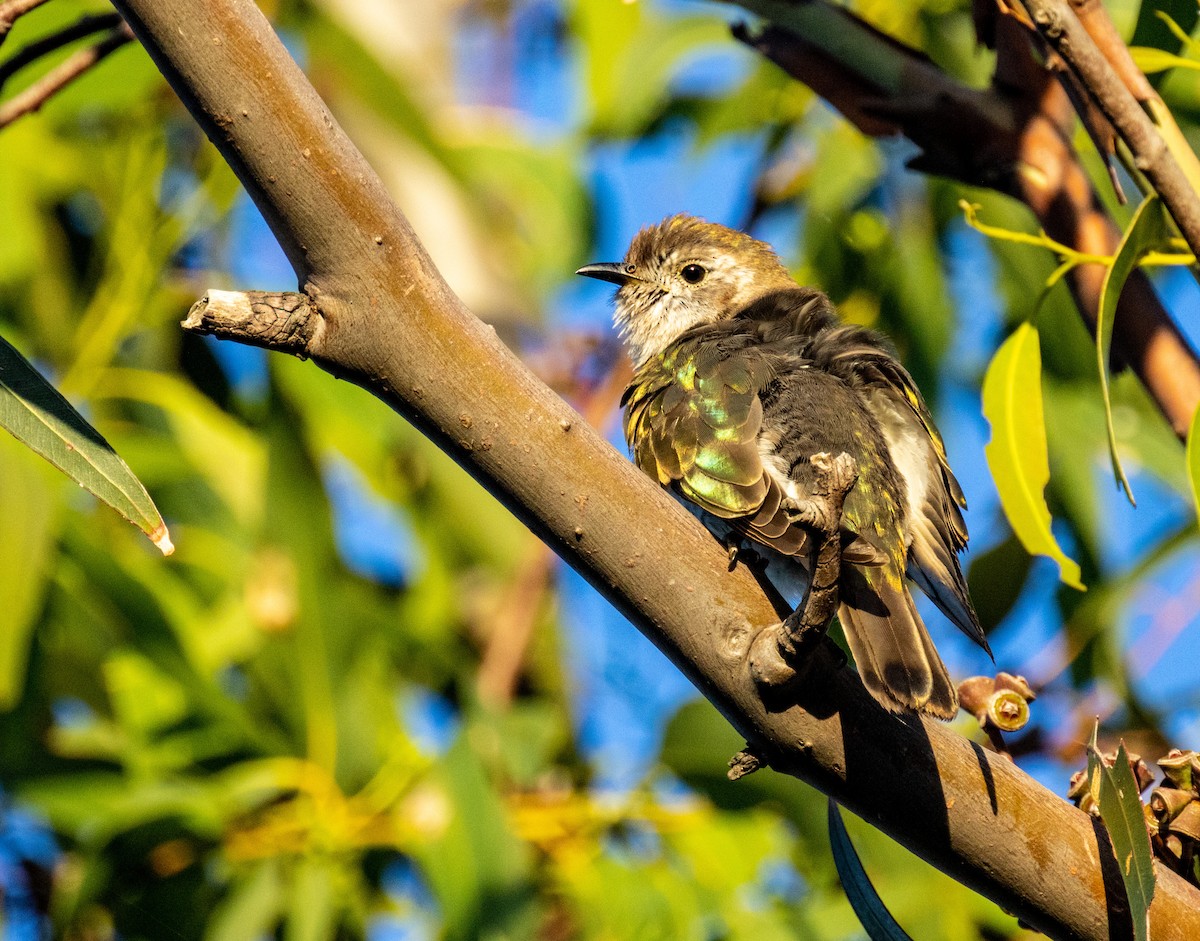 eBird Checklist - 19 Feb 2023 - You Yangs Regional Park--Big Rock - 23 ...