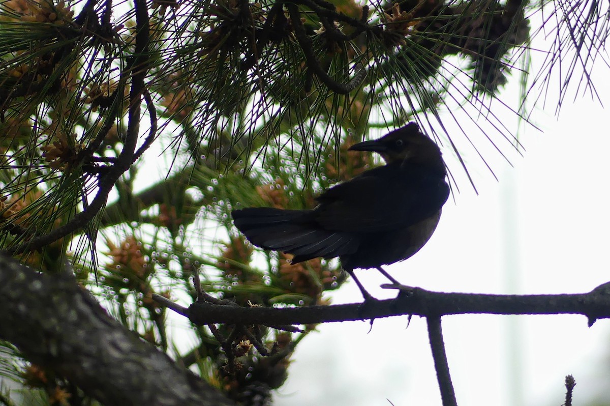 Boat-tailed Grackle - ML552262181