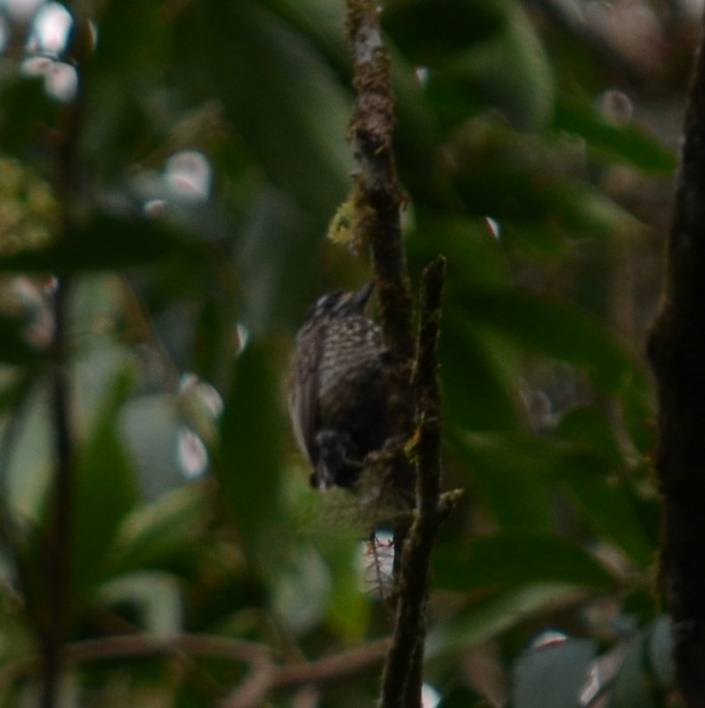new world piculet sp. - ML552264691