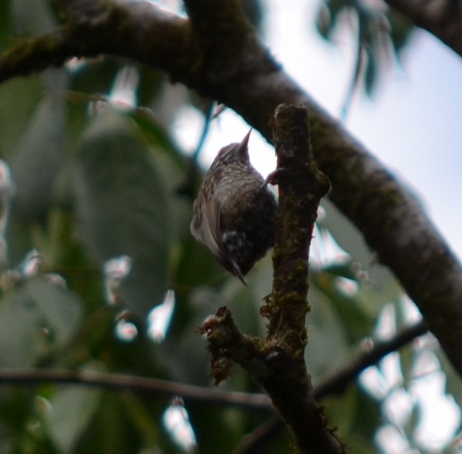 new world piculet sp. - ML552264701