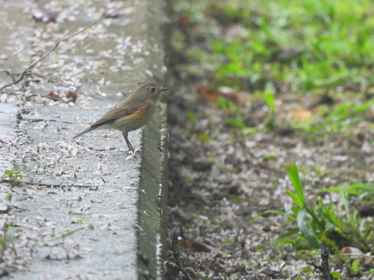 Red-flanked Bluetail - ML552266461