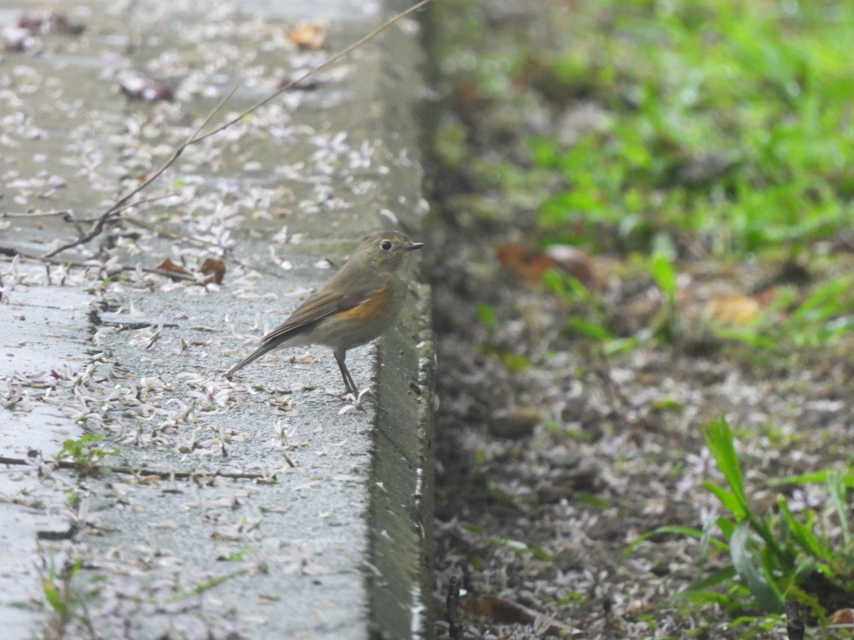 Red-flanked Bluetail - ML552266481