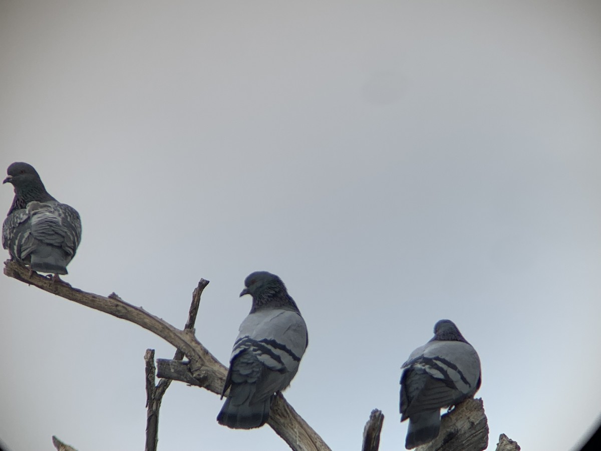 Rock Pigeon (Feral Pigeon) - Coburn Currier