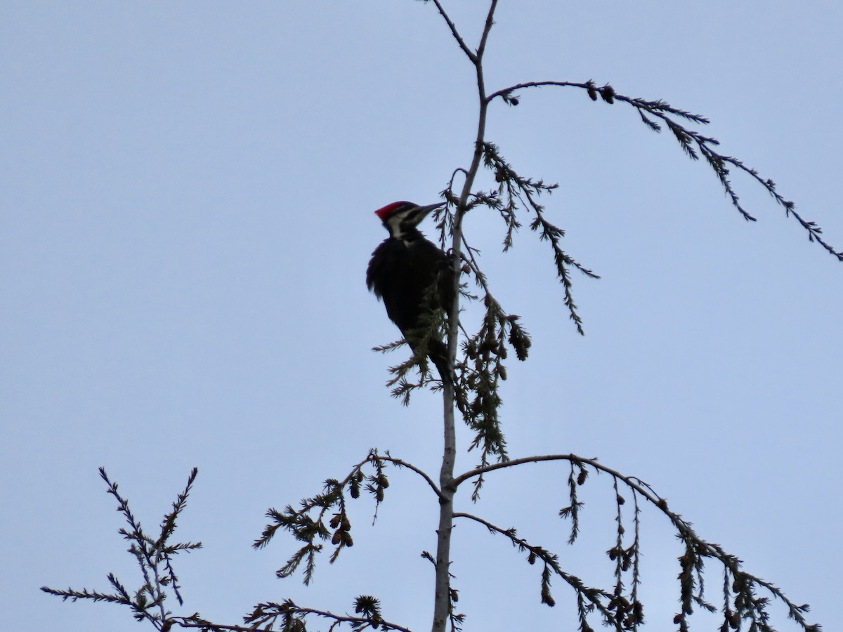 Pileated Woodpecker - ML552267191