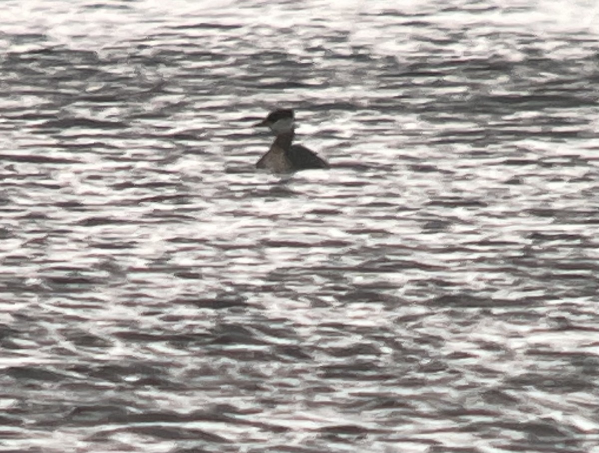 Red-necked Grebe - ML552272991
