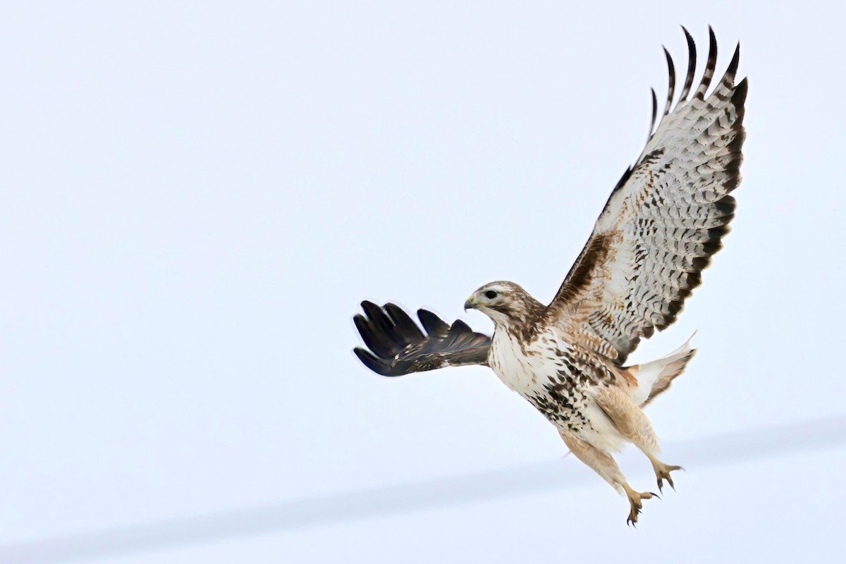 Red-tailed Hawk - Trevor Churchill