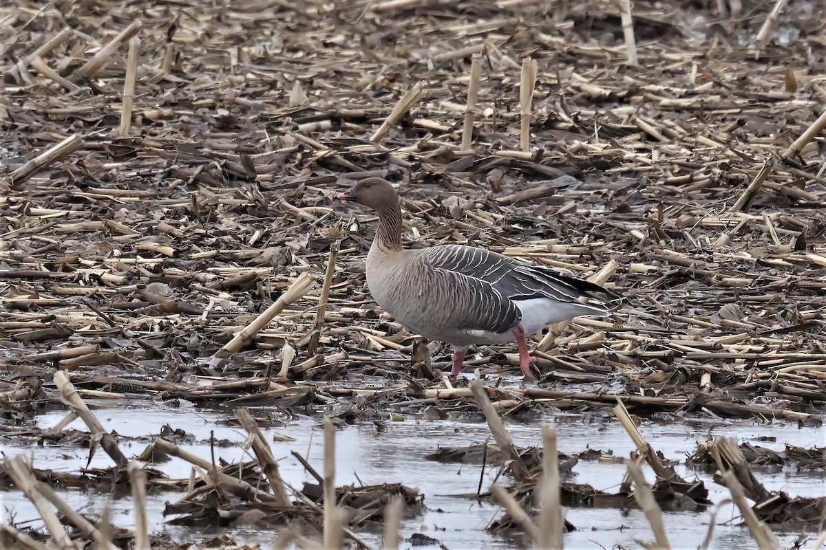 Pink-footed Goose - ML552279391