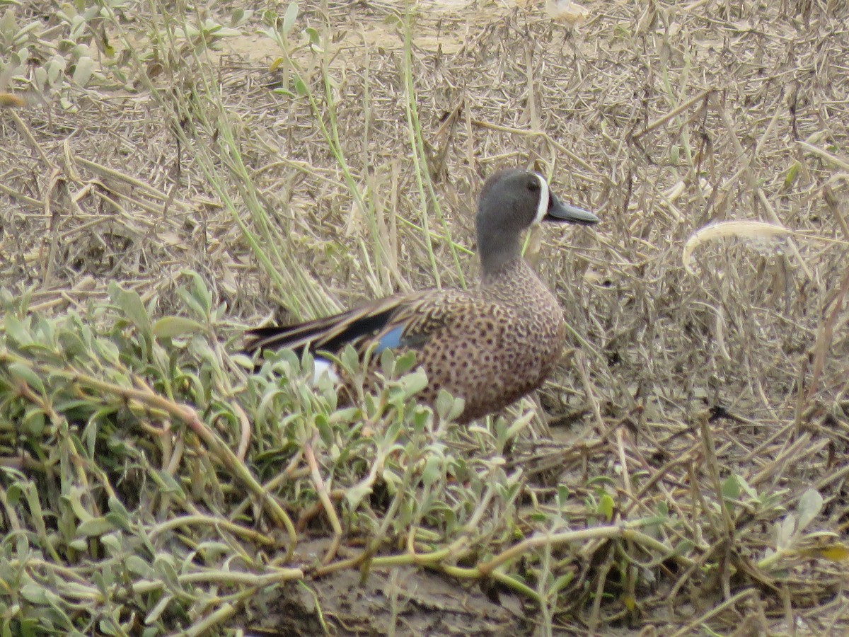 Blue-winged Teal - ML55227971