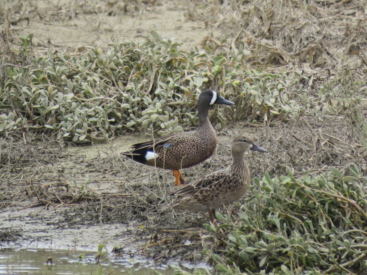 Blue-winged Teal - ML55228001