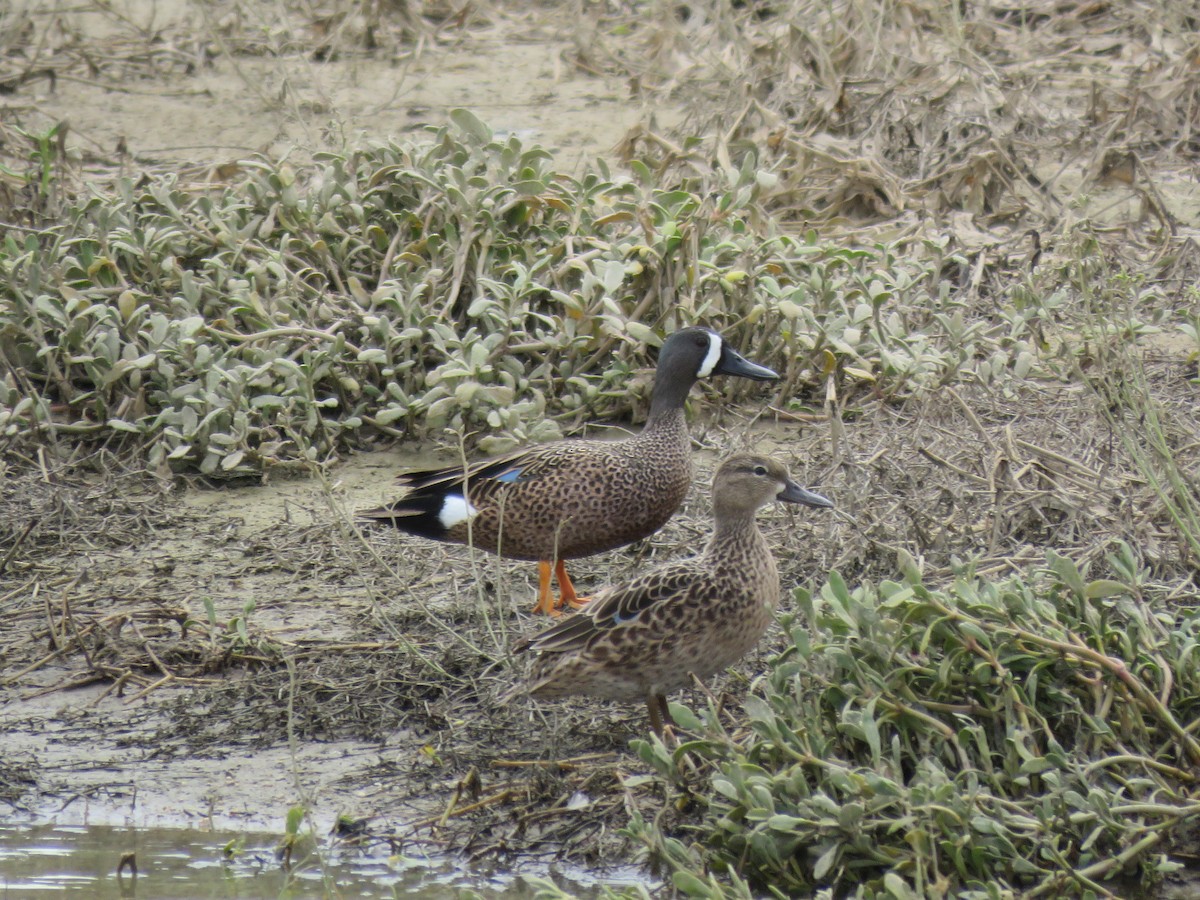 Blue-winged Teal - ML55228041