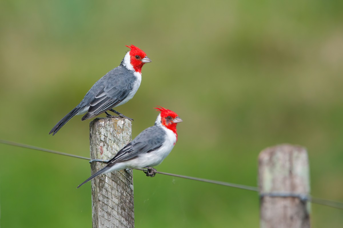 Red-crested Cardinal - ML552280651